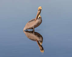 Image of Pelecanus occidentalis carolinensis Gmelin & JF 1789