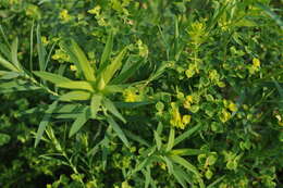 Image of leafy spurge