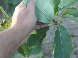 Image de Terminalia bellirica (Gaertn.) Roxb.