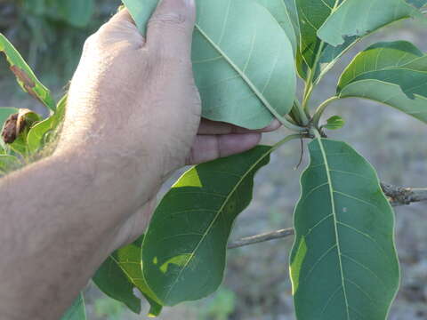 Image de Terminalia bellirica (Gaertn.) Roxb.