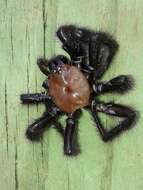 Image of Black tunnelweb