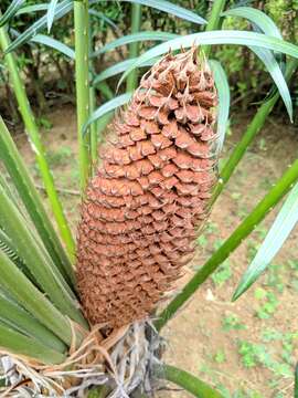 Image of Mombasa Cycad