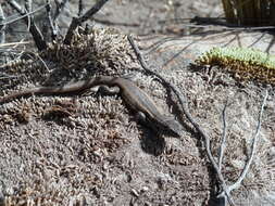 Image of Bibron's Tree Iguana