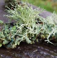 Image of farinose cartilage lichen