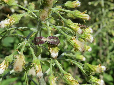 Image of Petasites albus (L.) Gaertn.