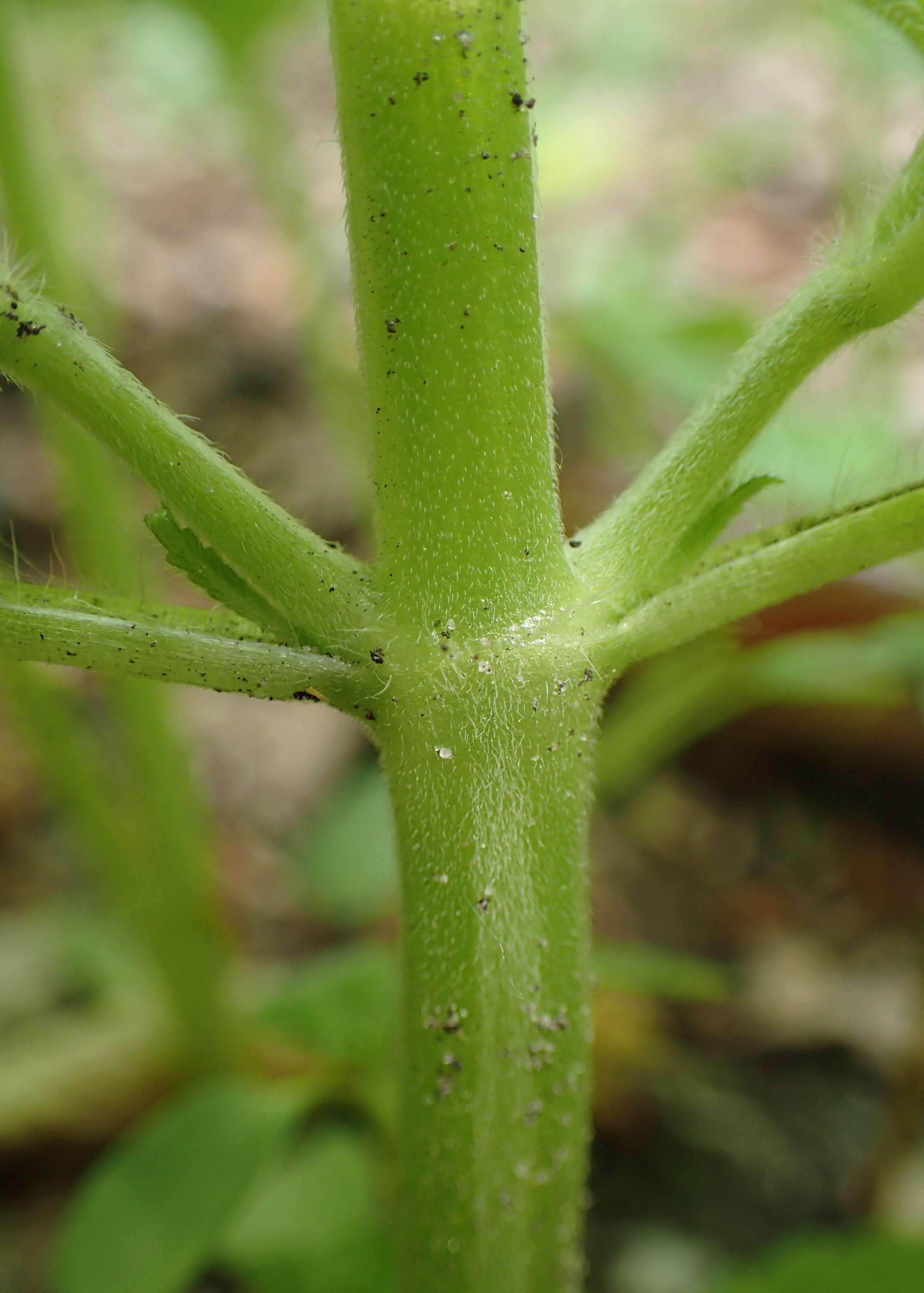 Image of Downy Hemp Nettle