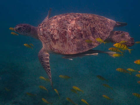 Image of Eretmochelys