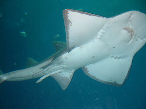 Image of bowmouth guitarfish