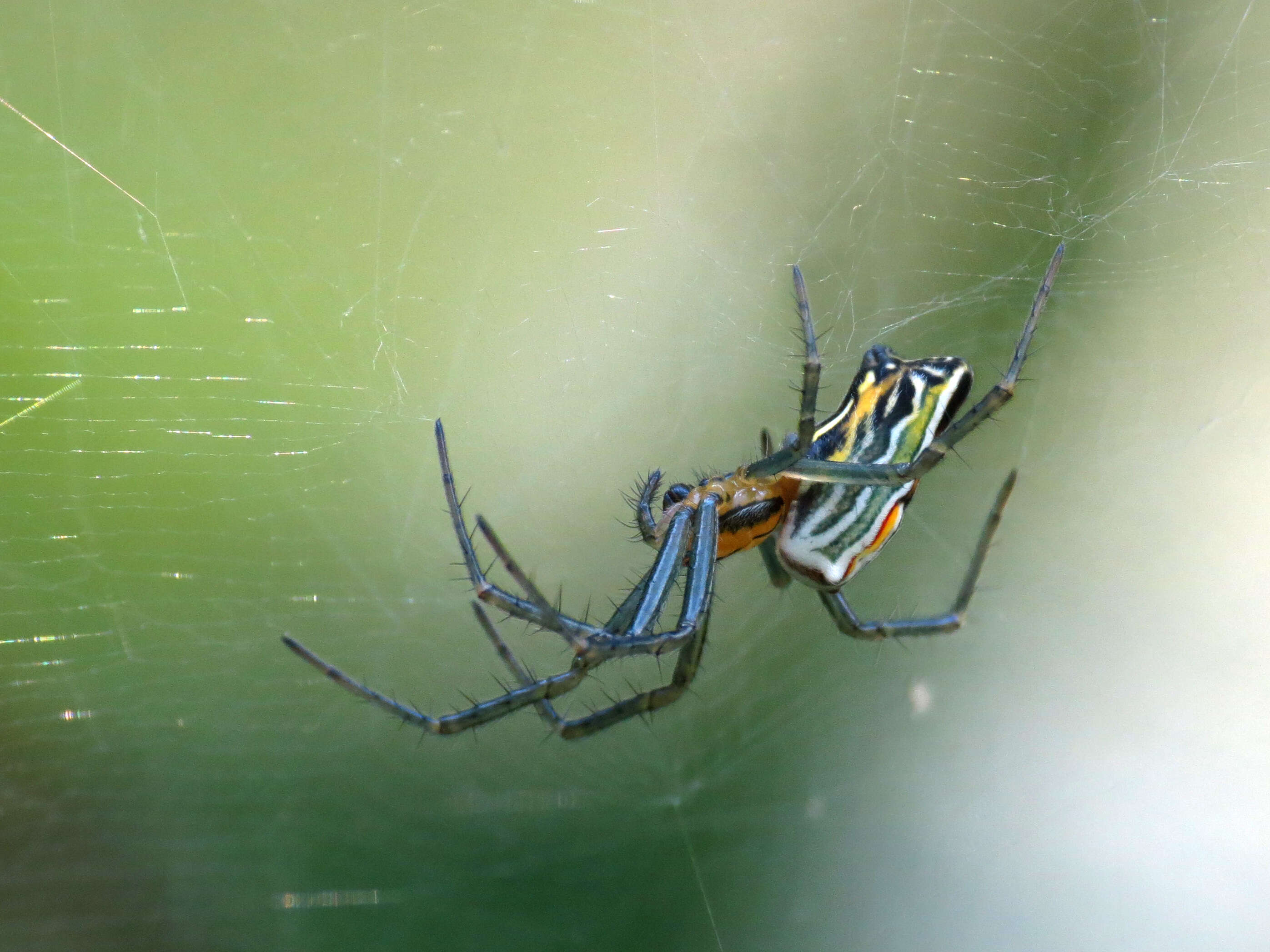 Image of Basilica Orbweaver