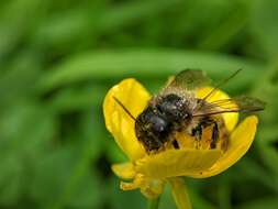 Image of Osmia rufa (Linnaeus 1758)