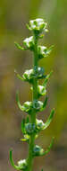 صورة Liatris aspera Michx.