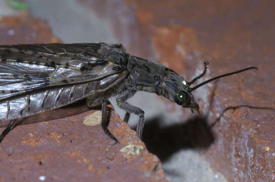 Image of Fishflies