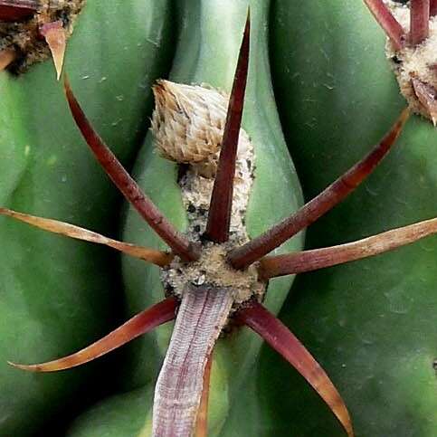 Image of Ferocactus latispinus (Haw.) Britton & Rose