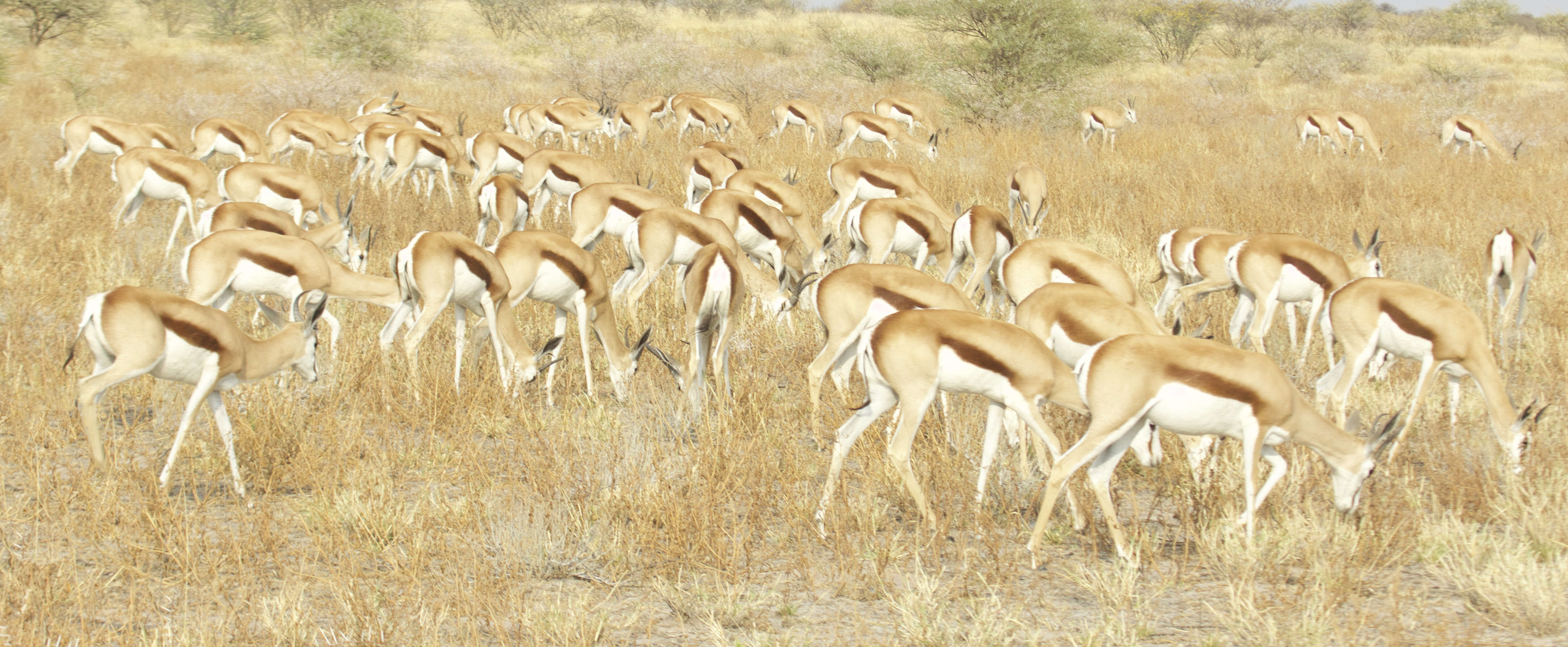 Image of Springbok