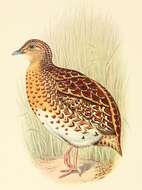 Image of Black-rumped Buttonquail