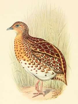 Image of Black-rumped Buttonquail