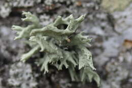 Image of Cartilage lichen