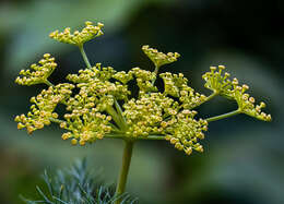 Image of dill