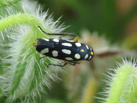 Image of Cicadellini