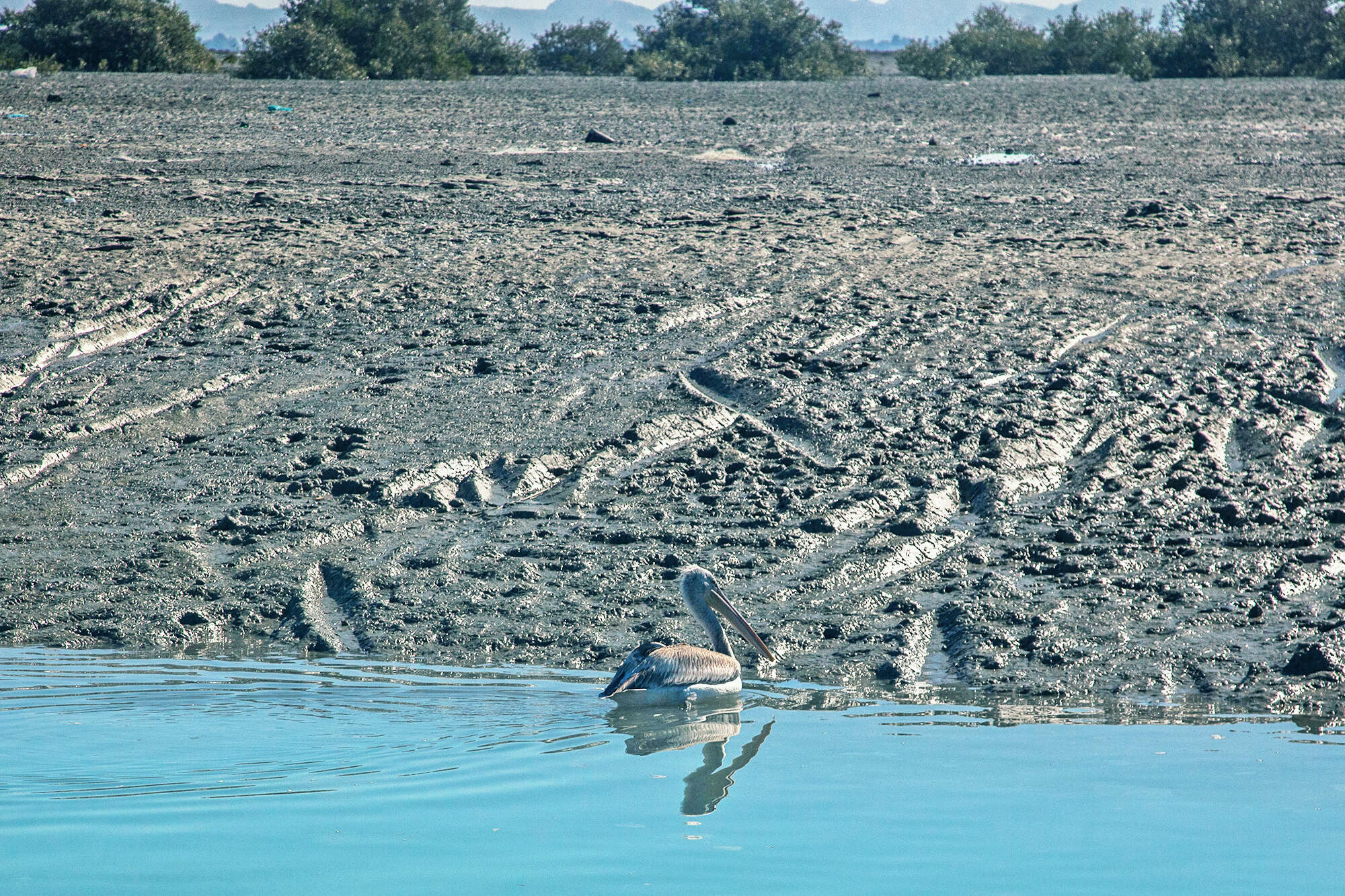 Image of Dalmatian Pelican