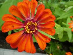 Image of ELEGANT ZINNIA