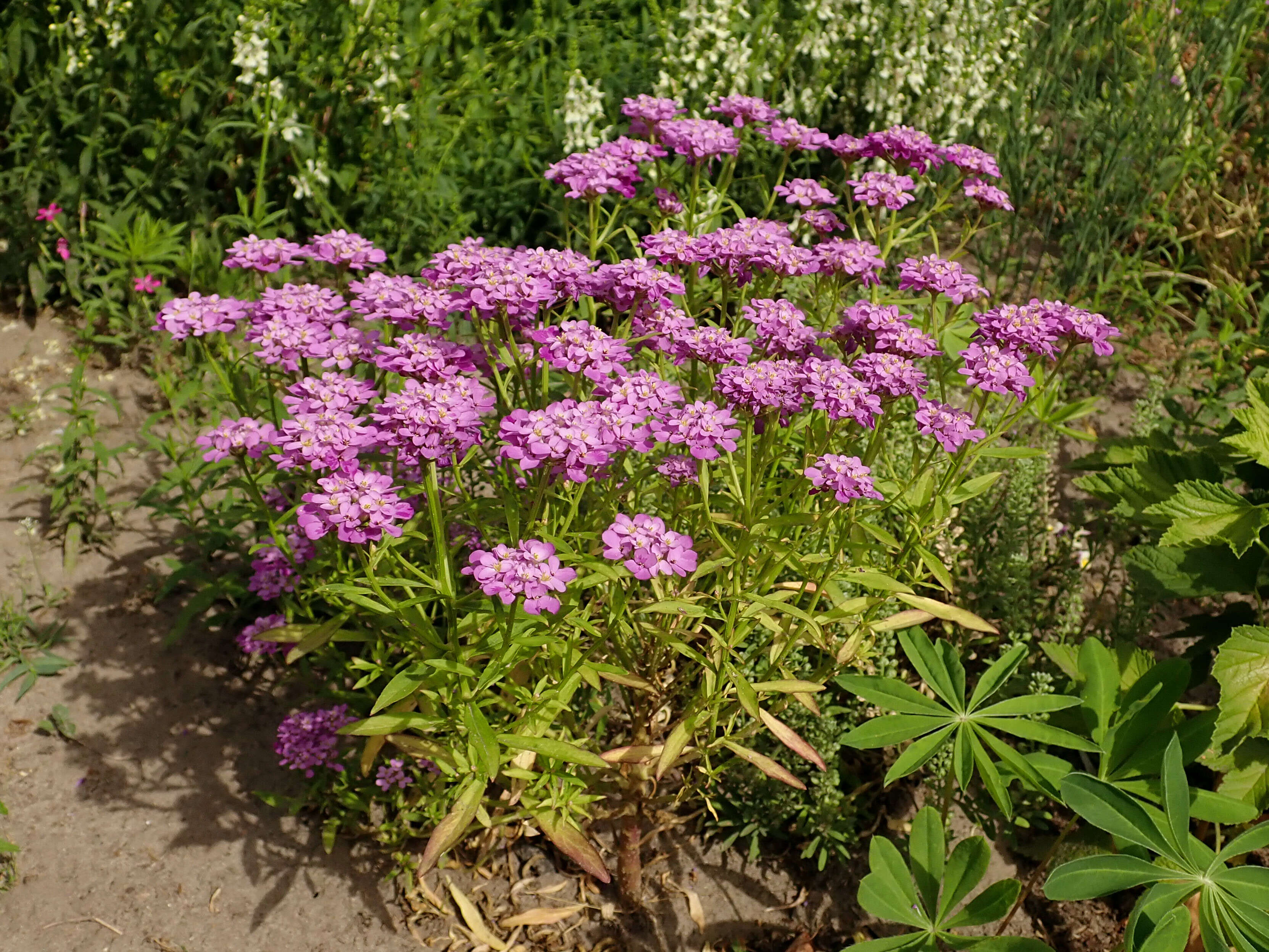 Plancia ëd Iberis umbellata L.