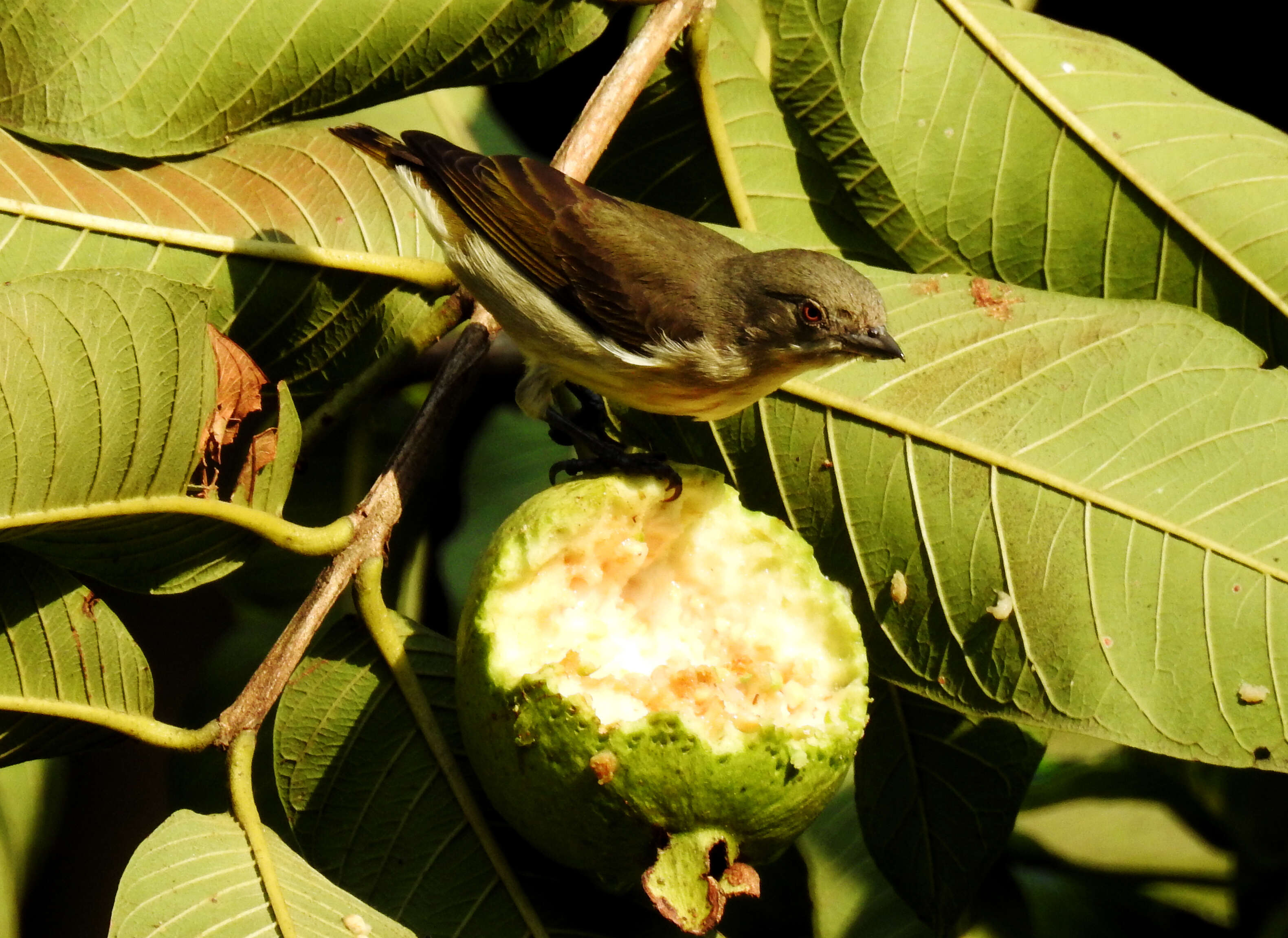 Image of Thick-billed Flowerpecker