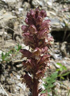 Imagem de Orobanche reticulata Wallr.