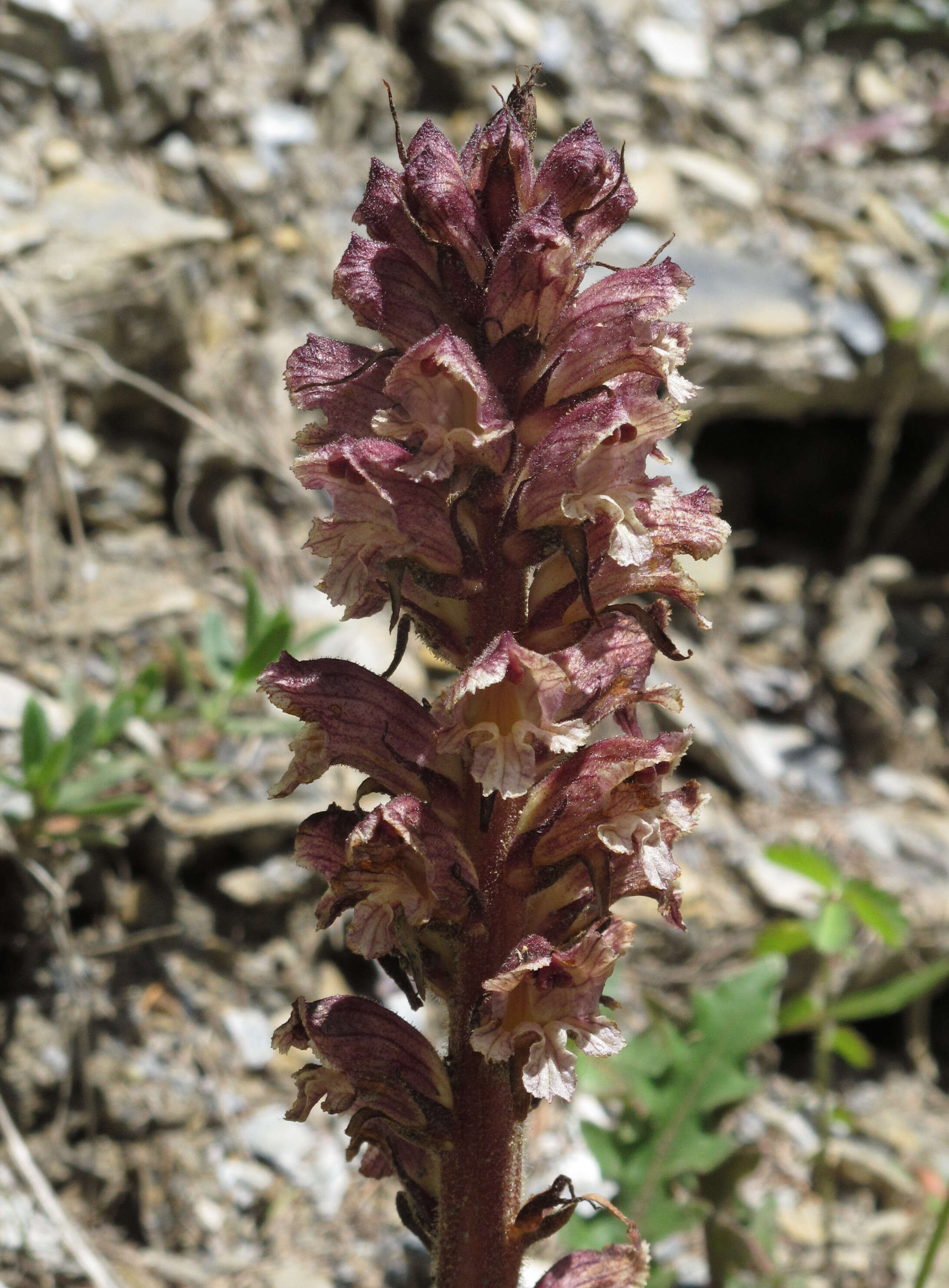 Imagem de Orobanche reticulata Wallr.