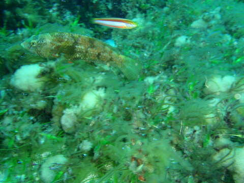 Image of Brown spotted wrasse