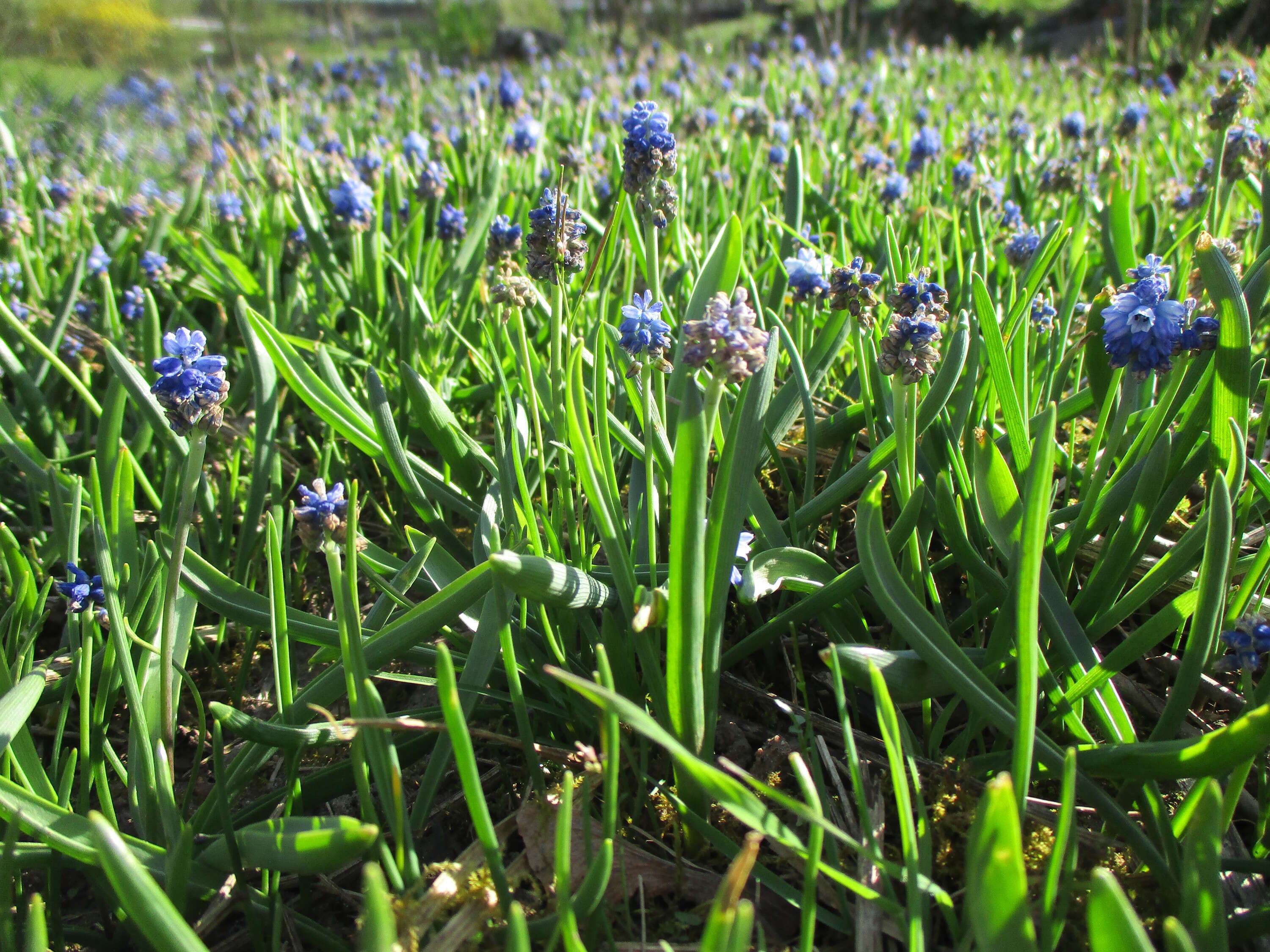 Imagem de Muscari armeniacum H. J. Veitch