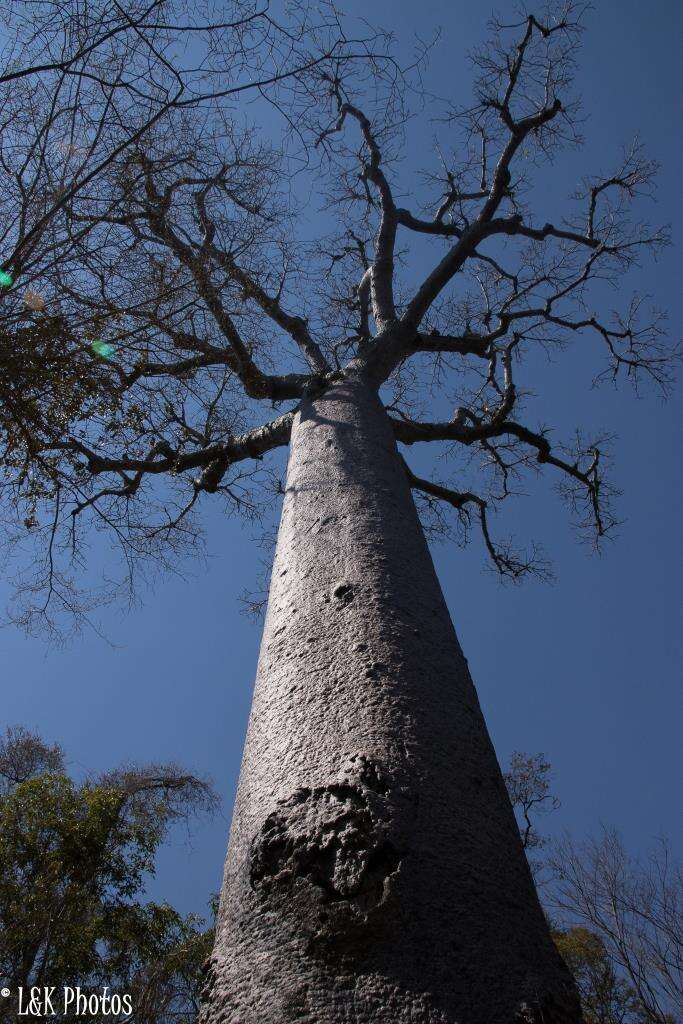 Image de Adansonia za Baill.