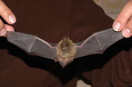 Image of soprano pipistrelle, pygmy pipistrelle