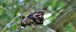 Image of Large-tailed Nightjar