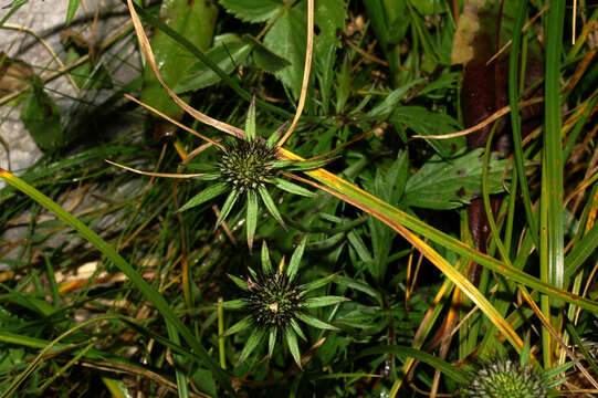 Image of glossy scabious