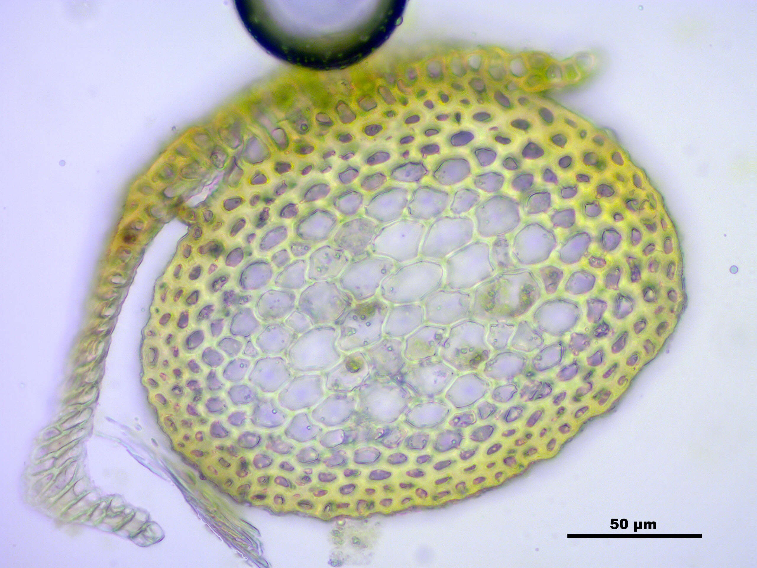 Image of neckera moss