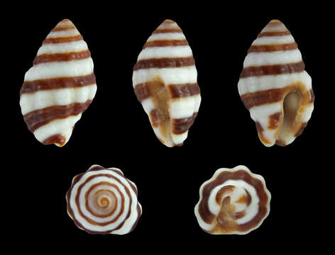 Image of Engina trifasciata (Reeve 1846)