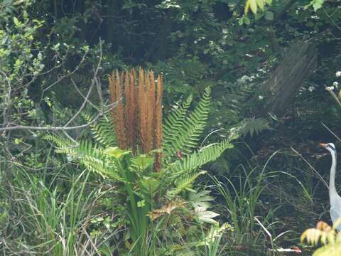 Image of Osmundastrum cinnamomeum Presl