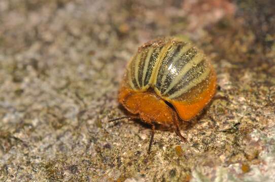 Image of false ladybird beetle