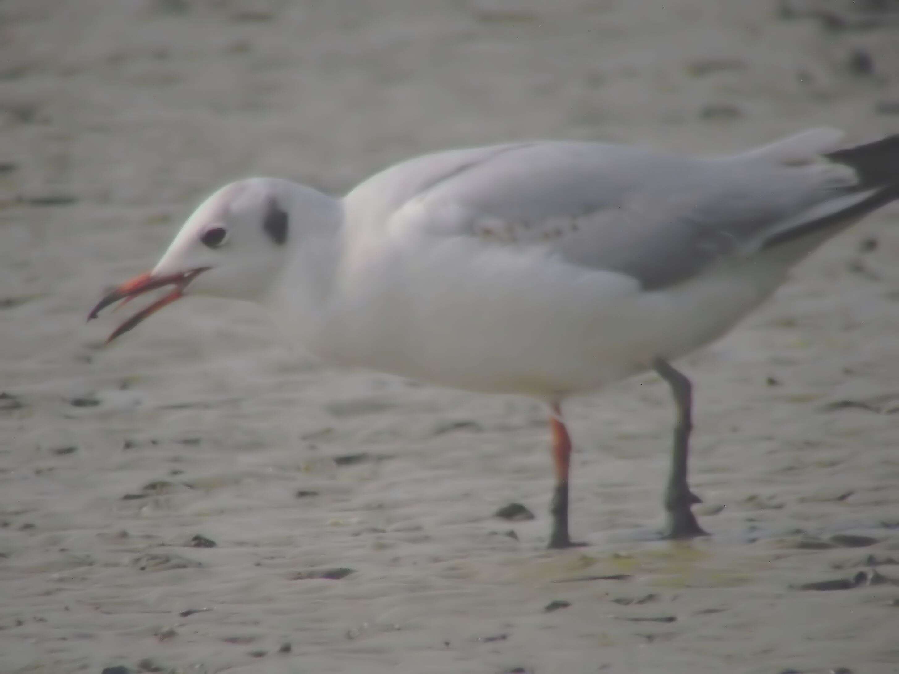 Image of Black-headed Gull