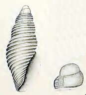 Image of Mitromorpha paucilirata Verco 1909