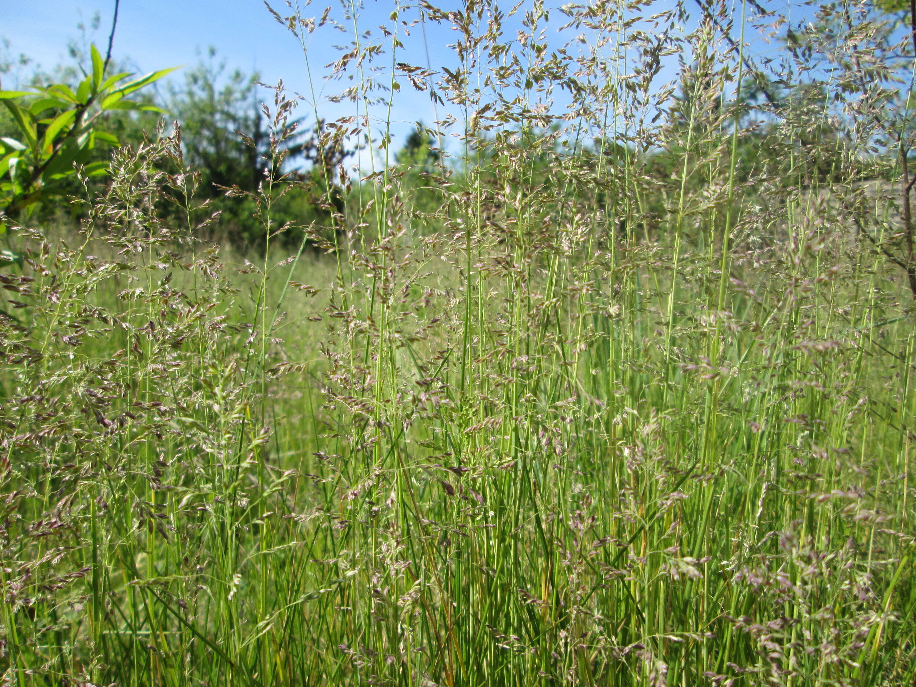 Image of Smooth Meadow-grass