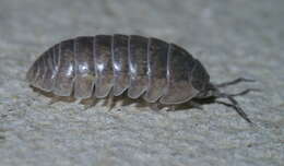 Image of pill bugs