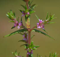 Image of rotala