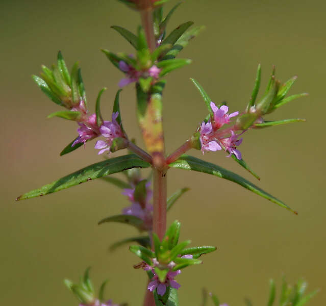 Image of rotala