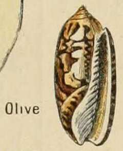 Image of Olivinae Latreille 1825