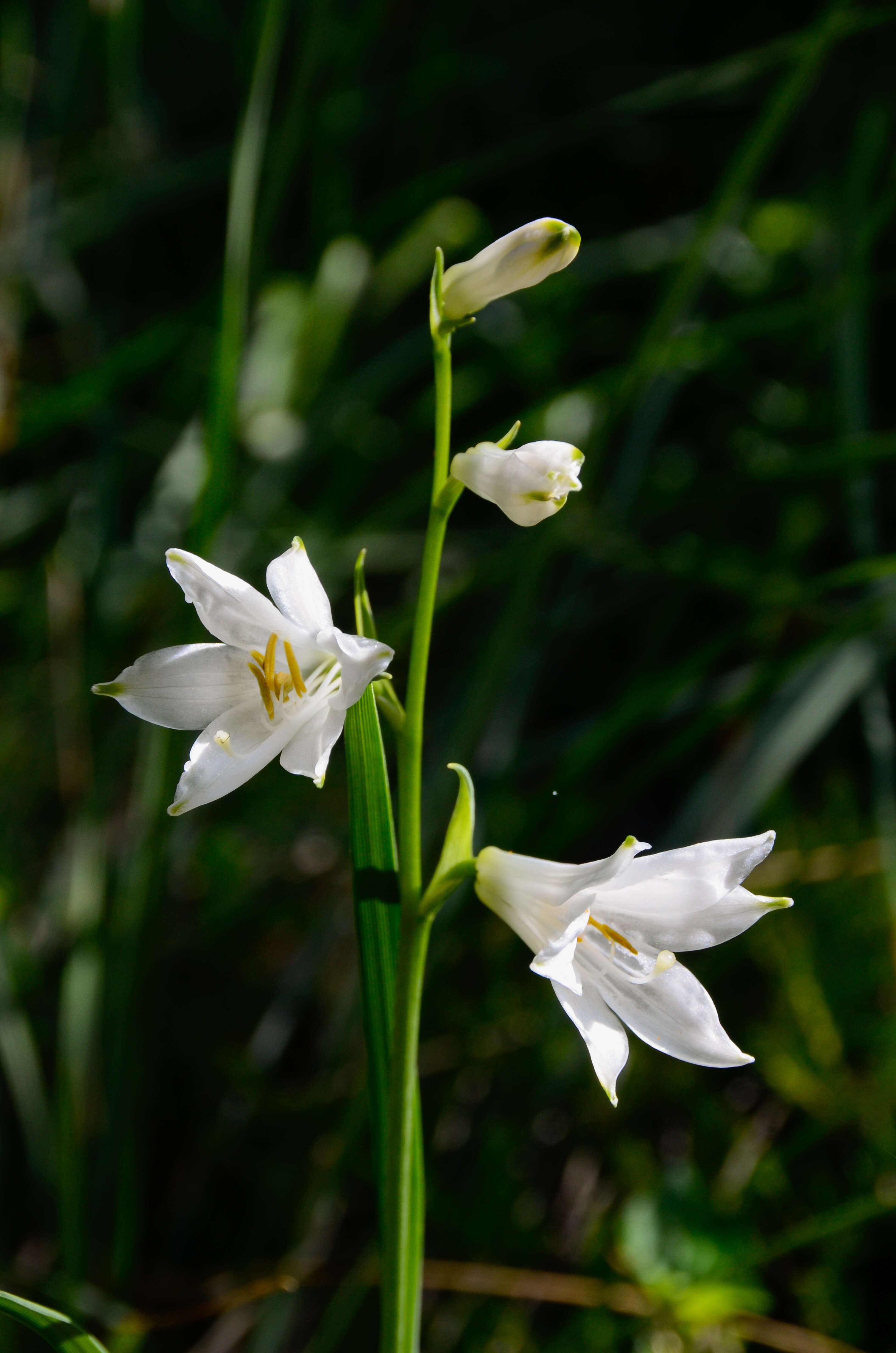 Image of St. Bruno's Lily