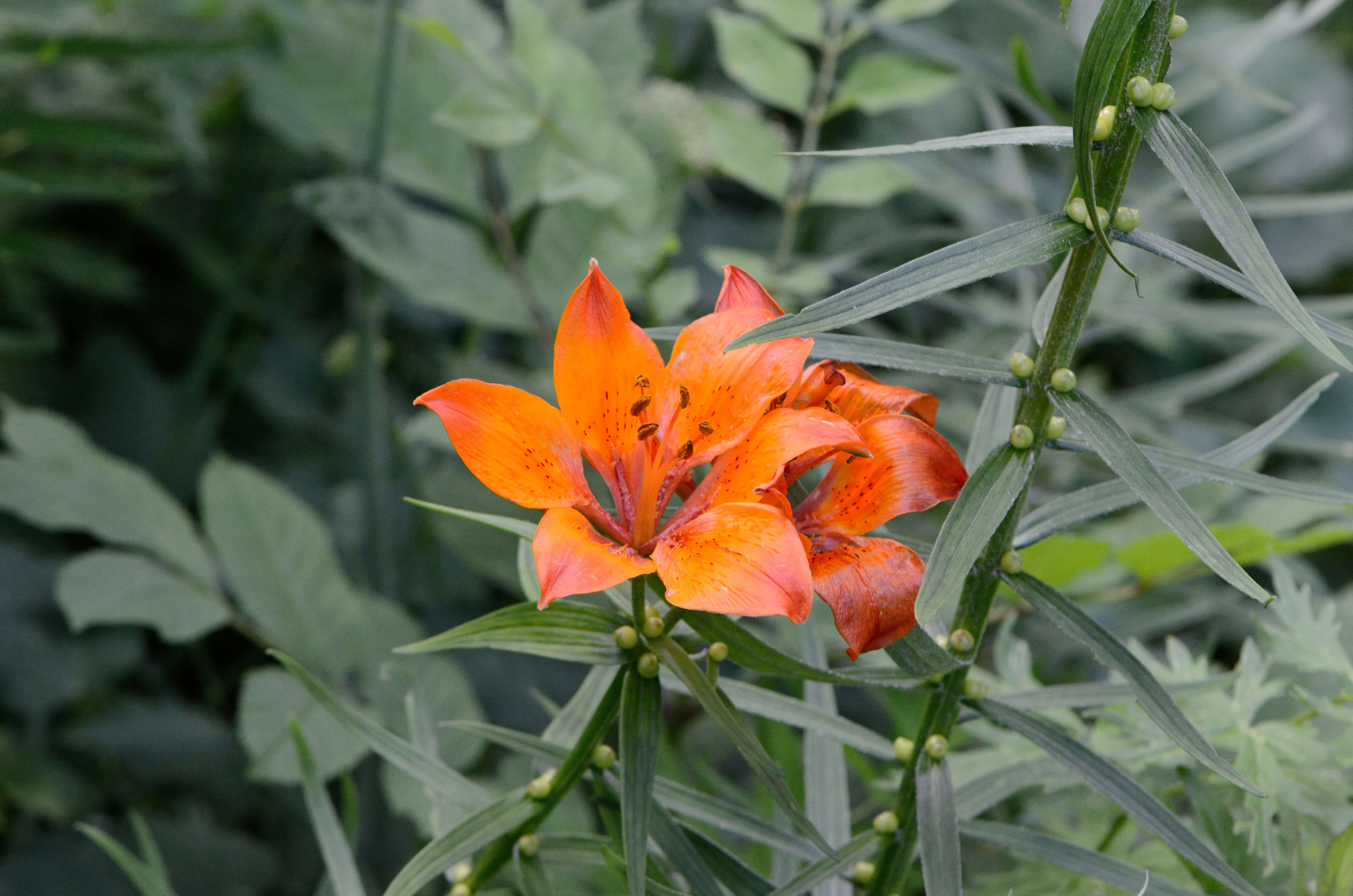 Image of orange lily