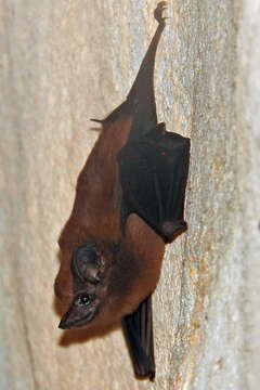 Image of Trinidad Dog-like Bat