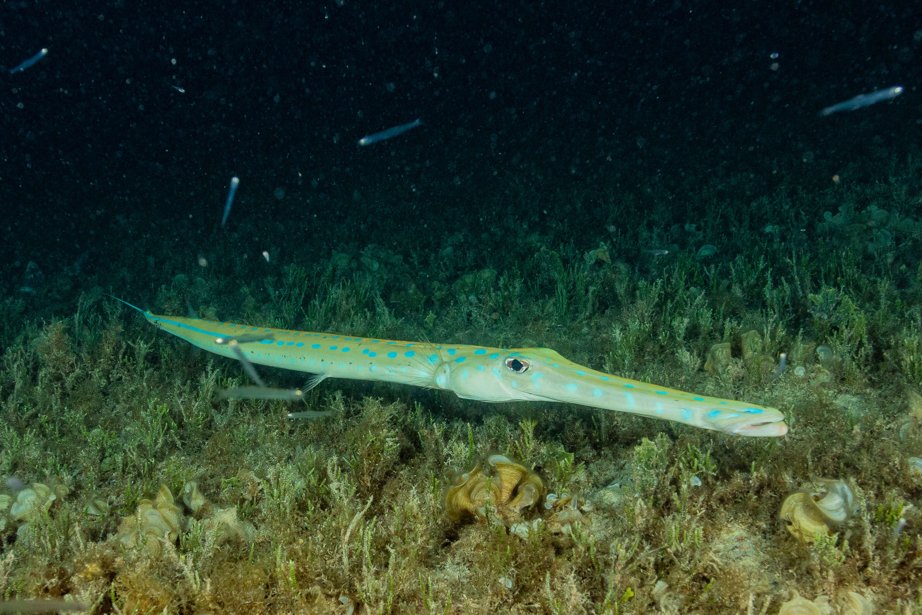 Image of Blue-spotted Cornetfish